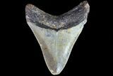 Fossil Megalodon Tooth - North Carolina #80840-2